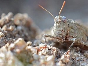 sea-horse, cricket, Insect, field