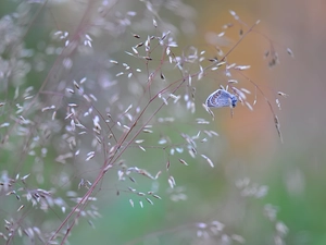 grass, butterfly, Dusky Icarus