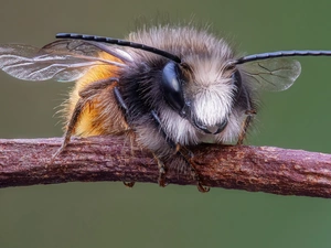 bee, Close, increase, twig