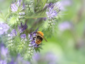 Insect, bee, Flowers, purple, Scorpionweed