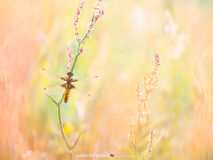 plant, Insect, Broad-bodied Chaser