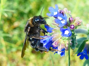 Insect, Earth Bumblebee