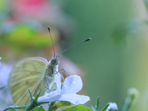 butterfly, Colourfull Flowers, Insect, Cabbage