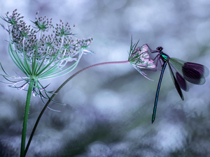 plant, Daucus Carota, dragon-fly, Banded Demoiselle, Insect