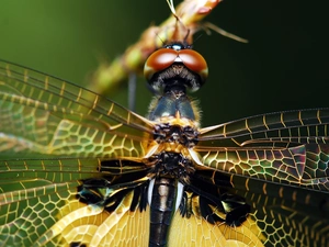 Close, dragon-fly, Insect