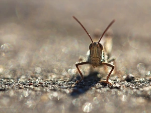 Insect, grasshopper, cricket