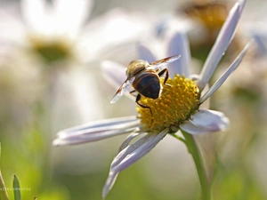 Colourfull Flowers, Close, Insect, wasp, Daisy