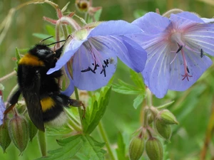 dumbledor, Colourfull Flowers, Insect
