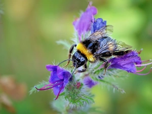 dumbledor, Colourfull Flowers, Insect