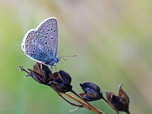 Insect, butterfly, Dusky