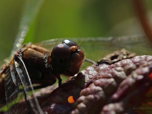 Eyes, dragon-fly, Insect