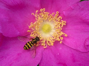 flakes, Colourfull Flowers, Insect