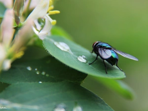 fly, Leaf, drop, Insect