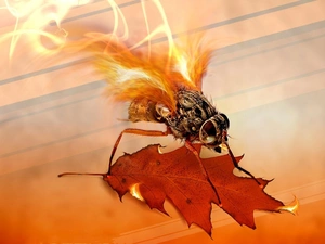 graphics, leaf, abstraction, Insect