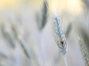 ladybird, corn, ear, Insect