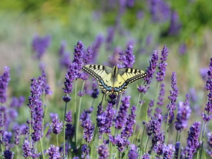 butterfly, Insect, lavender, Oct Queen