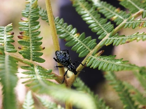 Insect, cockchafer, leaf