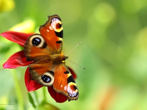 Insect, butterfly, Peacock