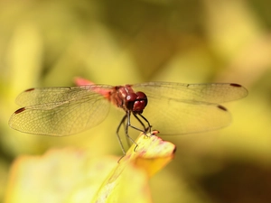 dragon-fly, Red, Insect, Ruddy Darter