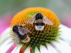 echinacea, Bumblebees, insects, Colourfull Flowers