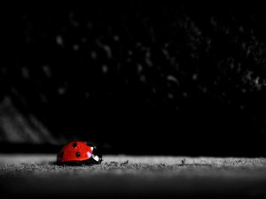 ladybird