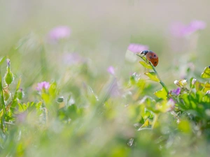 grass, ladybird, blurry background, Flowers