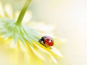 Yellow, ladybird, Close, Colourfull Flowers