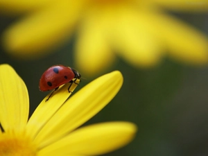 ladybird, Colourfull Flowers