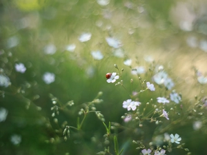 ladybird, White, Flowers