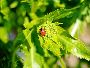 ladybird, Leaf, Horseradish