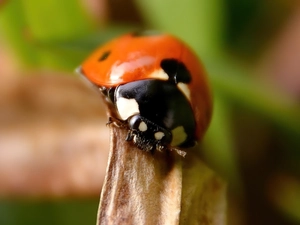 ladybird, leaf