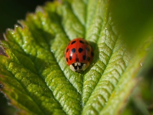 ladybird, leaf