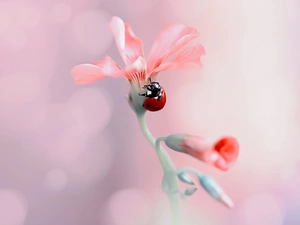 rapprochement, Colourfull Flowers, ladybird