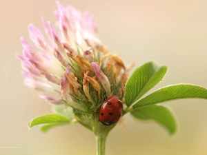 trefoil, ladybird