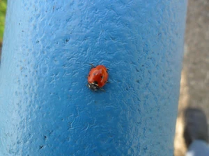 ladybird, tube