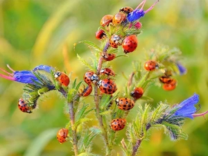 ladybugs, Flowers