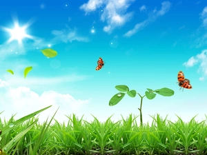 ladybugs, Spring, grass