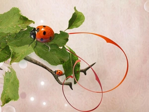 ladybugs, Leaf