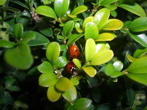 ladybugs, Leaf