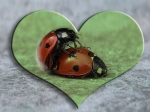 Two, Heart, love, ladybugs