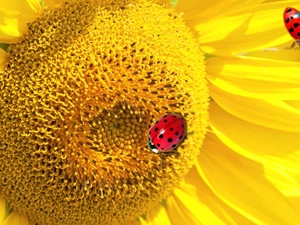 ladybugs, Sunflower, Two