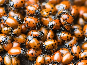 ladybugs