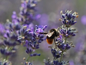 dumbledor, purple, Flowers, lavender