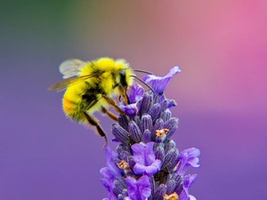 lavender, bee, Honeybee