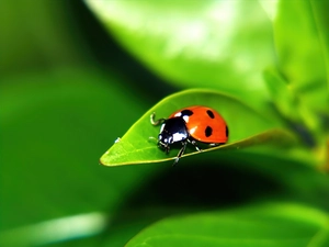leaf, ladybird, an