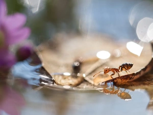 ant, water, Close, leaf