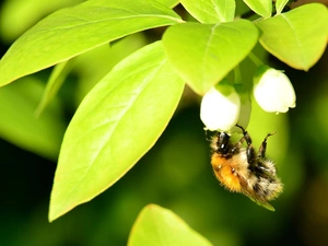 bee, green ones, Leaf