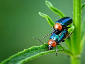 Leaf, Beetles