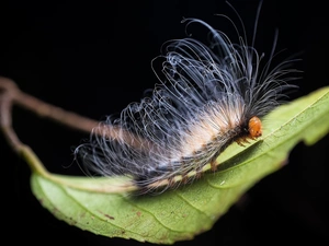 caterpillar, leaf