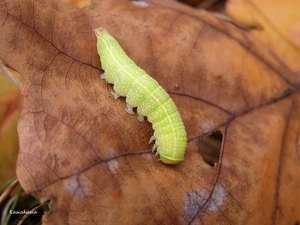 leaf, Green, caterpillar